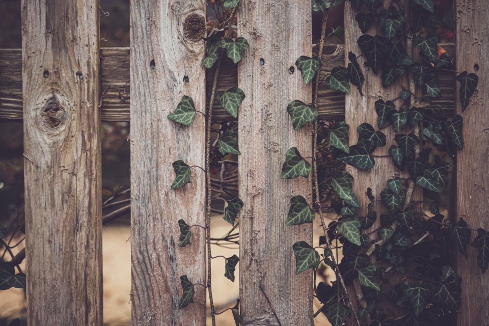 Fence